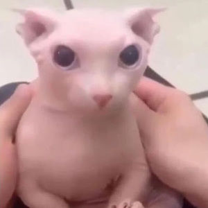 Meet your Posher, Keyshawn